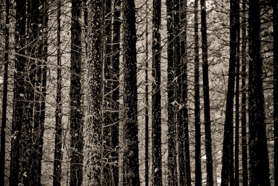 Tasso Forest, pine trees