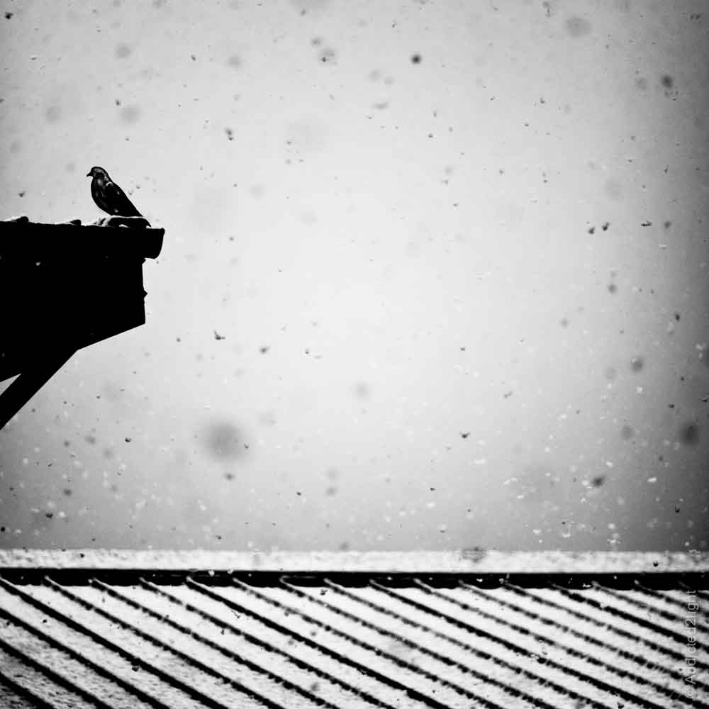 Pigeon in a snowstorm