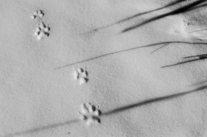Nikon d3200 + 18-55 vr II - tracks in the snow with shadow of the grass